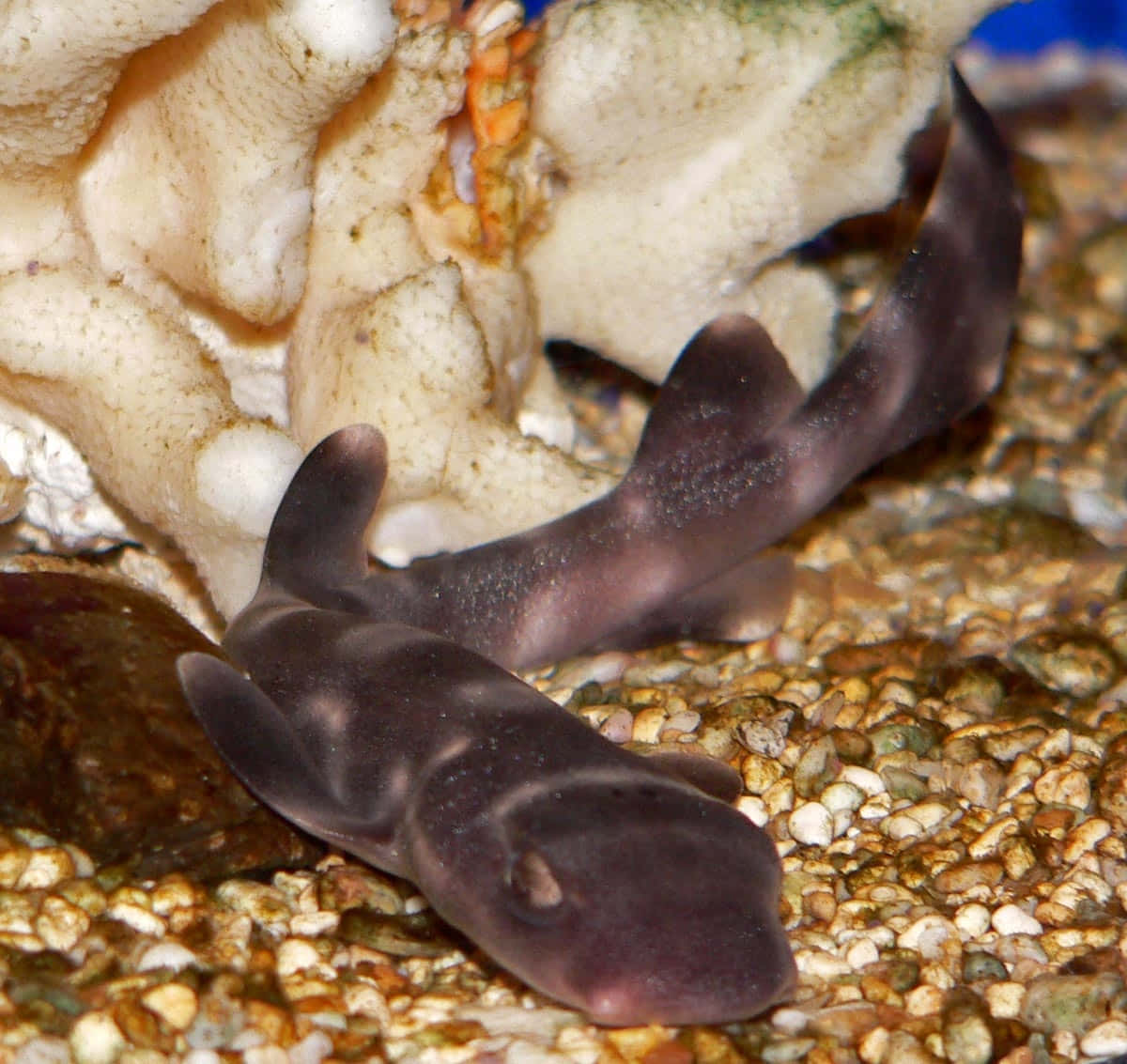 Cat Shark Restingon Aquarium Gravel Wallpaper