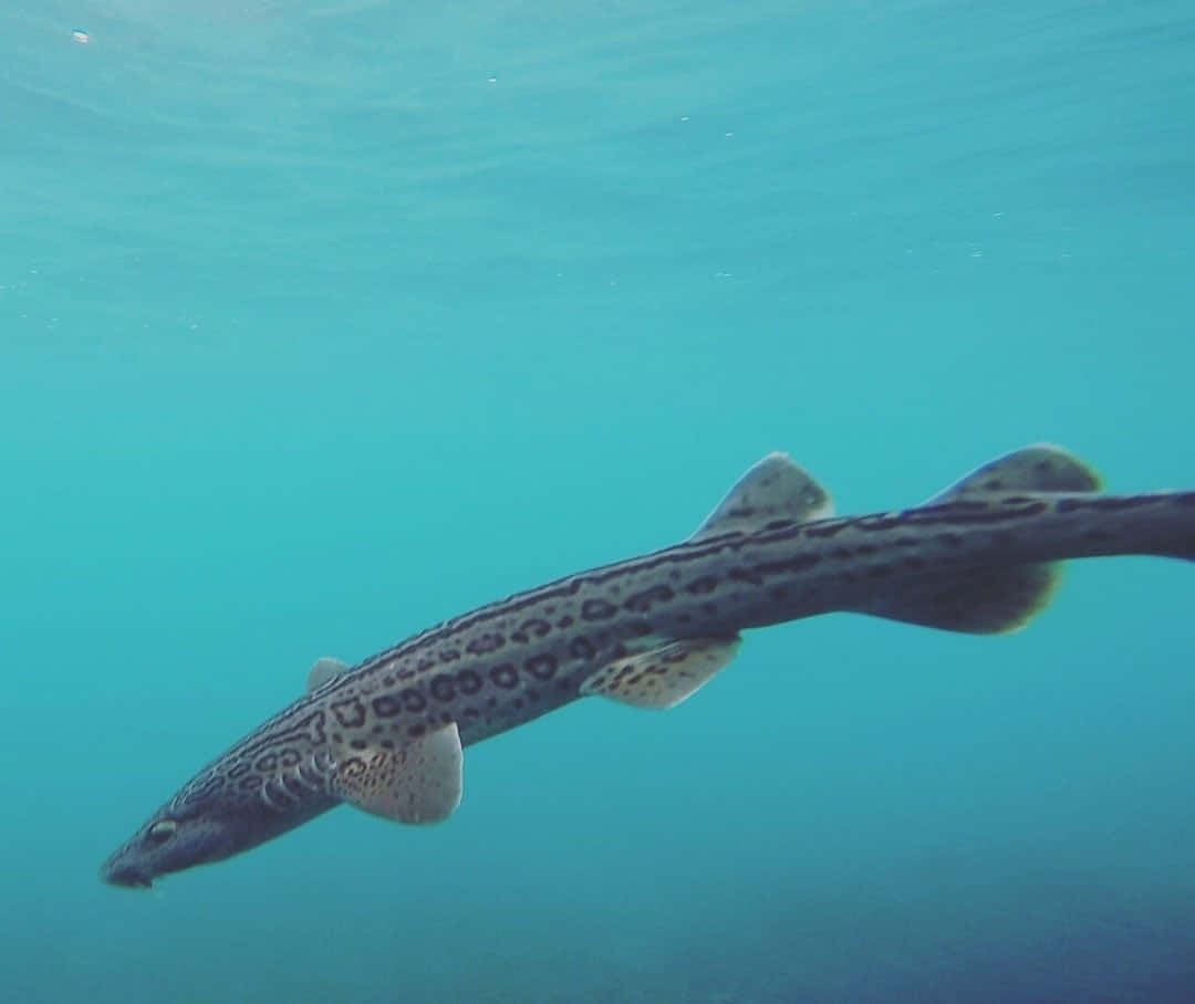 Cat Shark Swimming Underwater.jpg Wallpaper