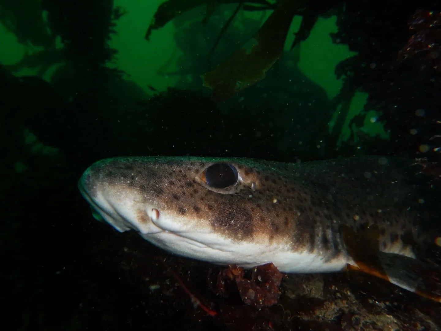 Cat Shark Underwater Closeup Wallpaper