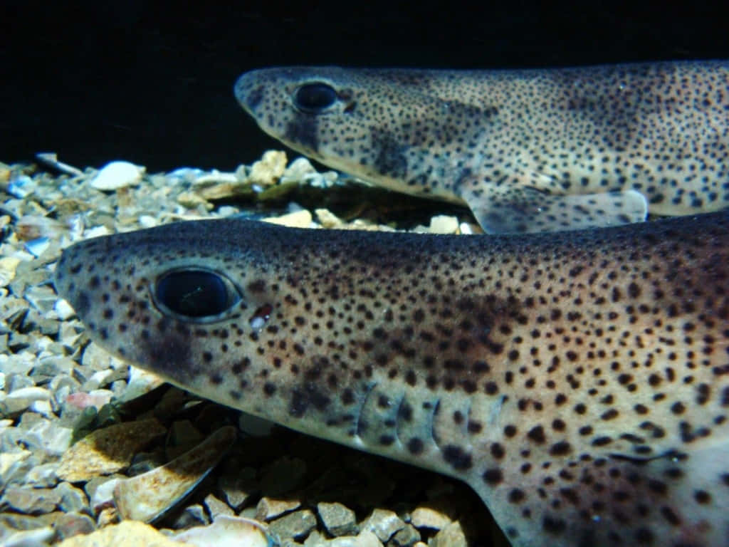 Cat Sharks Restingon Substrate Wallpaper