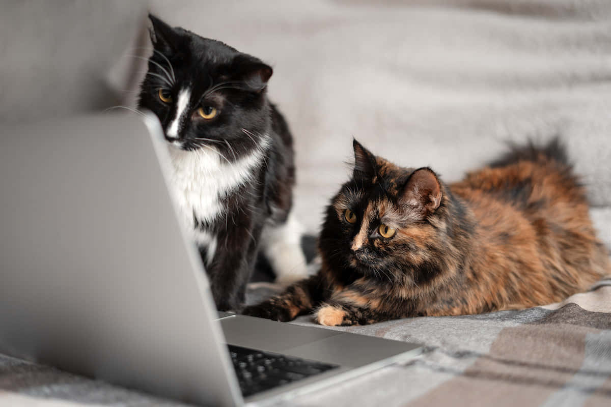 Cats_and_ Laptop_ Working_ Together.jpg Wallpaper