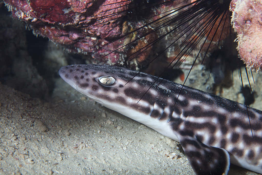 Catshark Hiding Under Rock Wallpaper