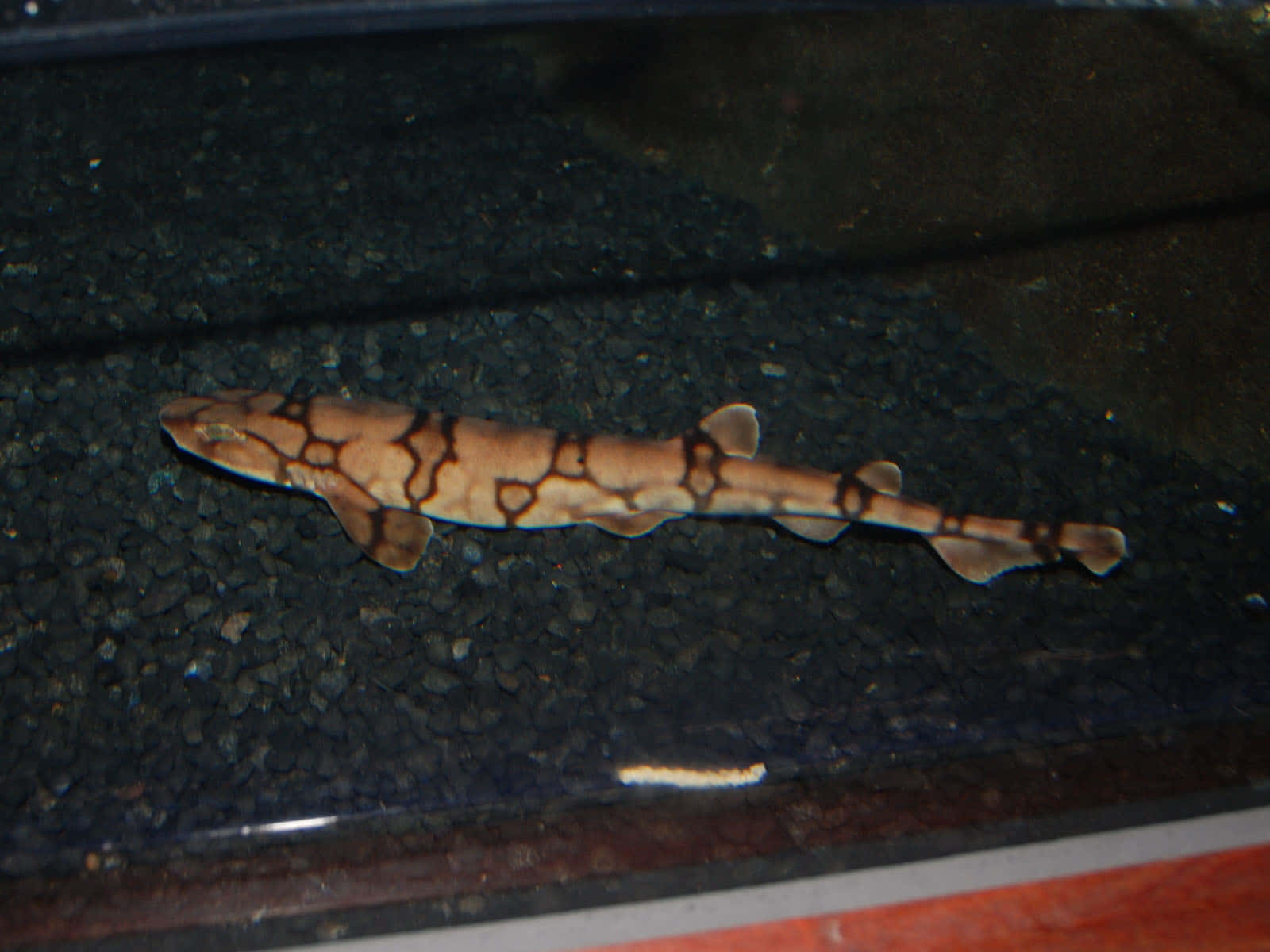 Catshark Restingon Aquarium Gravel Wallpaper