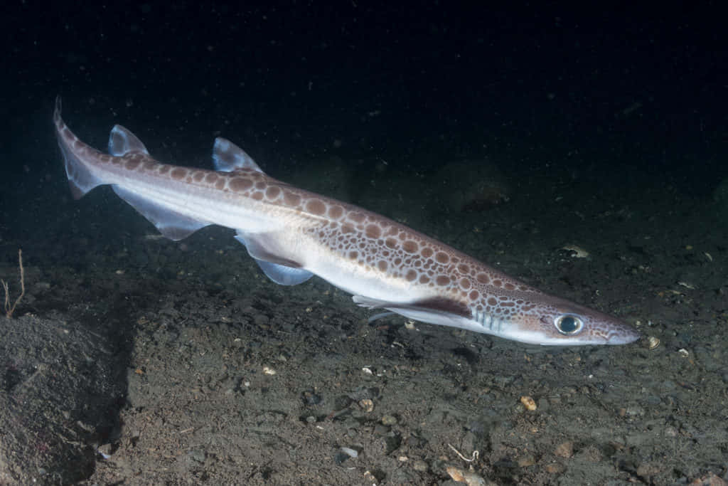 Catshark Swimming Underwater Wallpaper