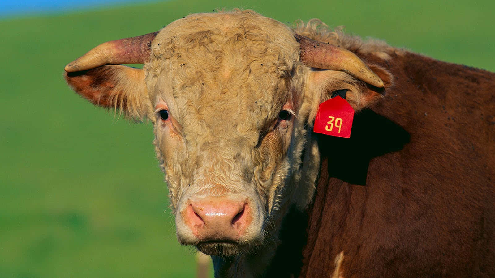 Cattle Being Tagged In A Punitive Environment Wallpaper