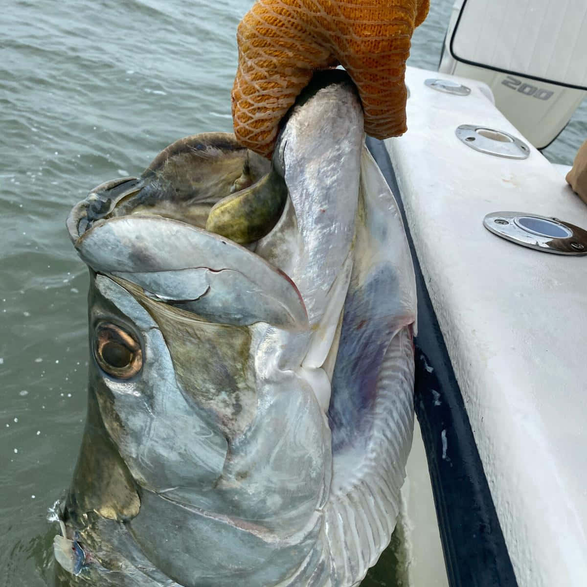 Caught Tarpon Boat Side View Wallpaper