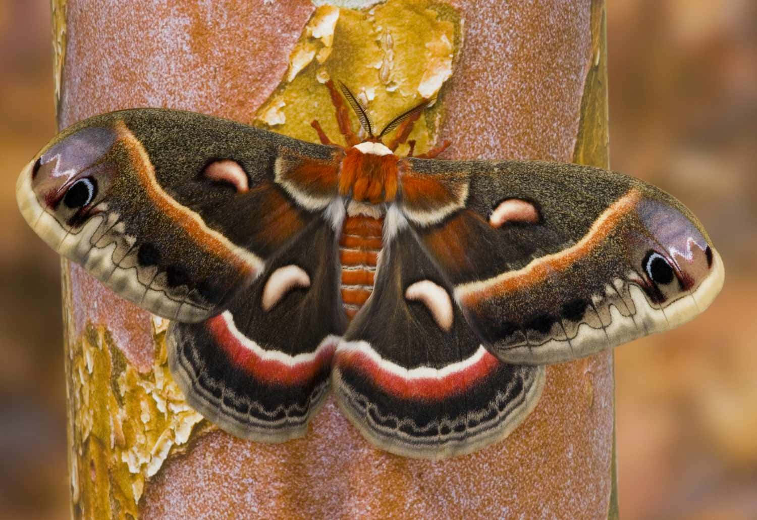 Cecropia Moth Restingon Tree Wallpaper