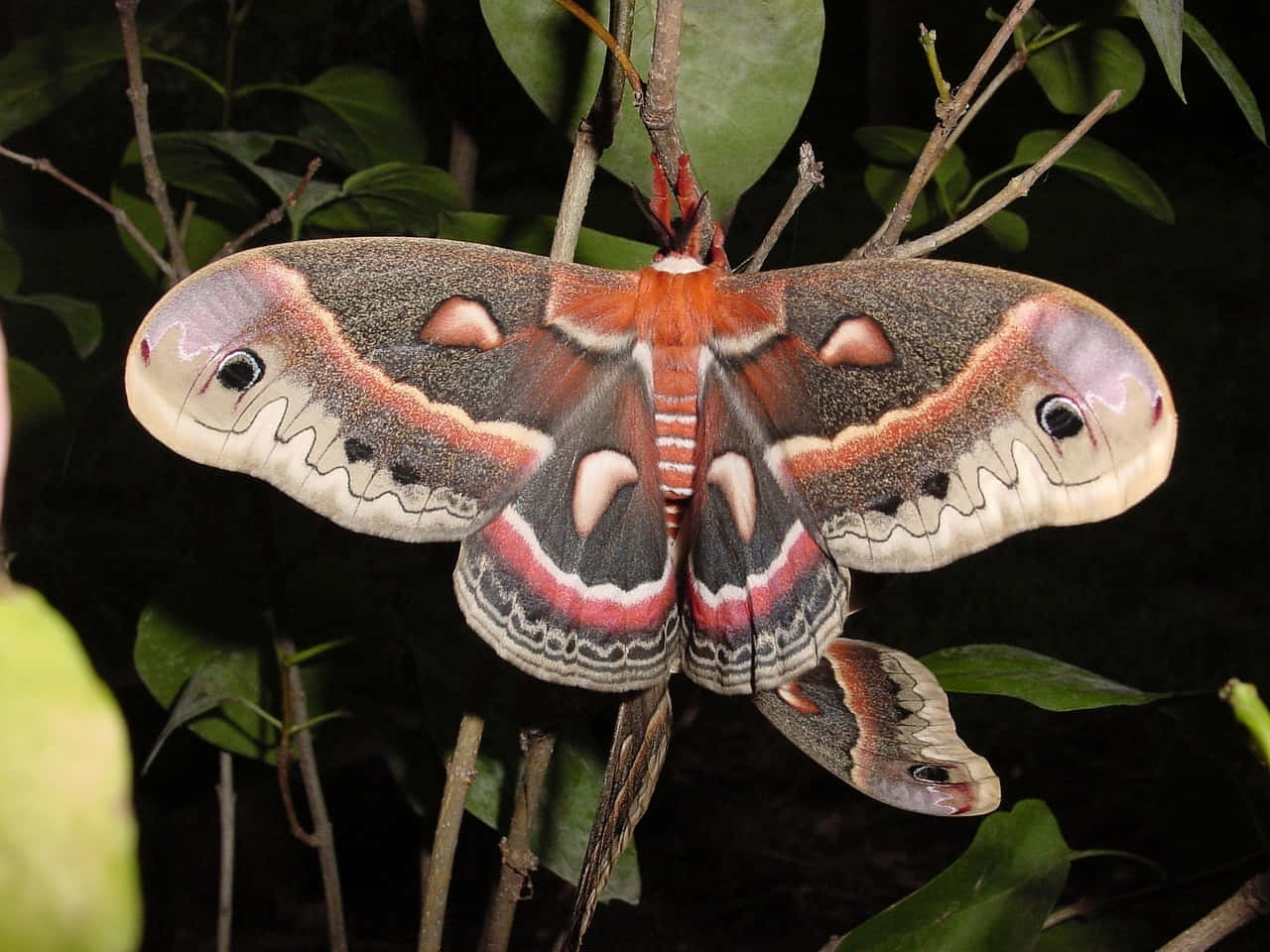 Cecropia Moth Spread Wings Wallpaper