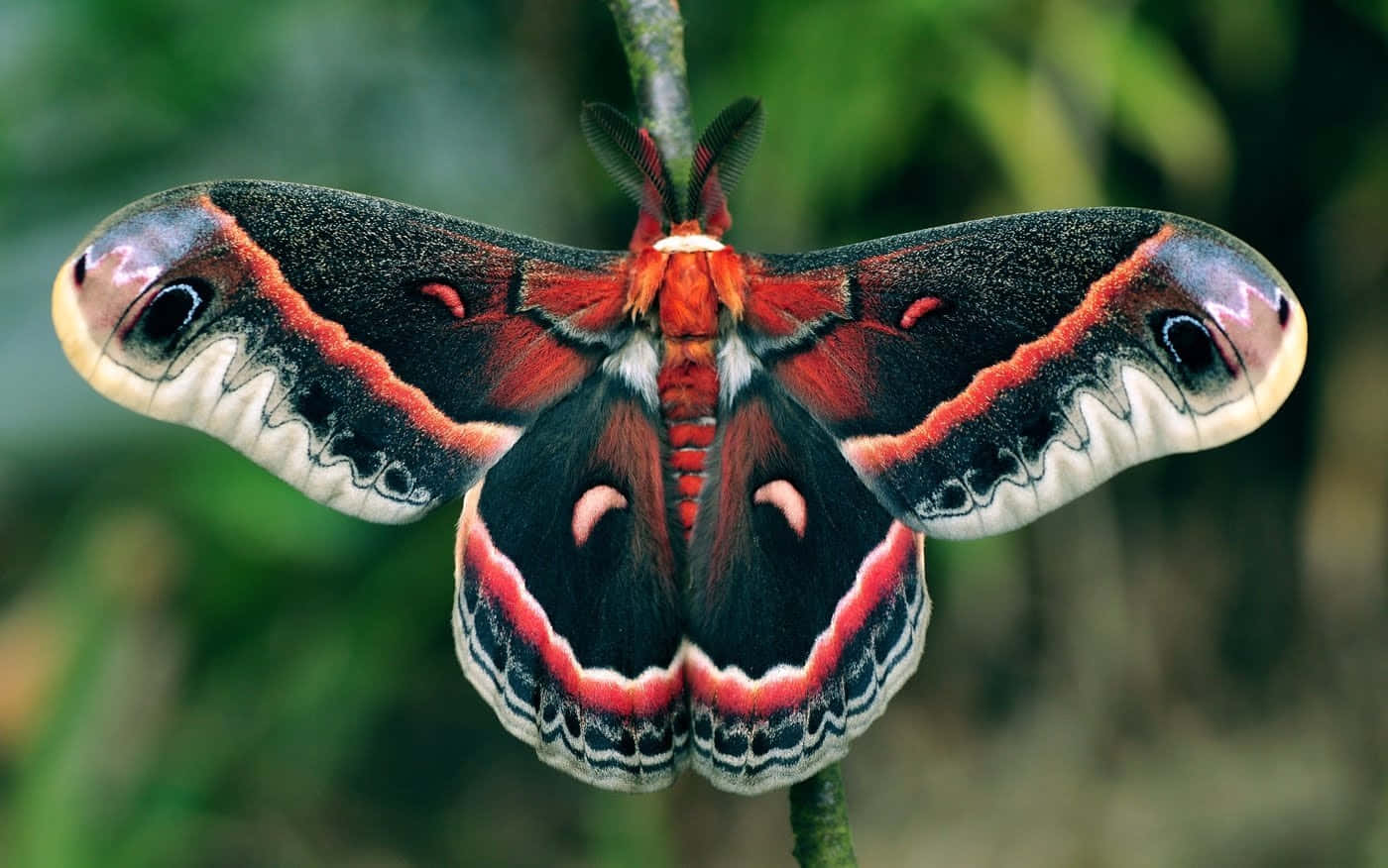 Cecropia Moth Spread Wings Wallpaper