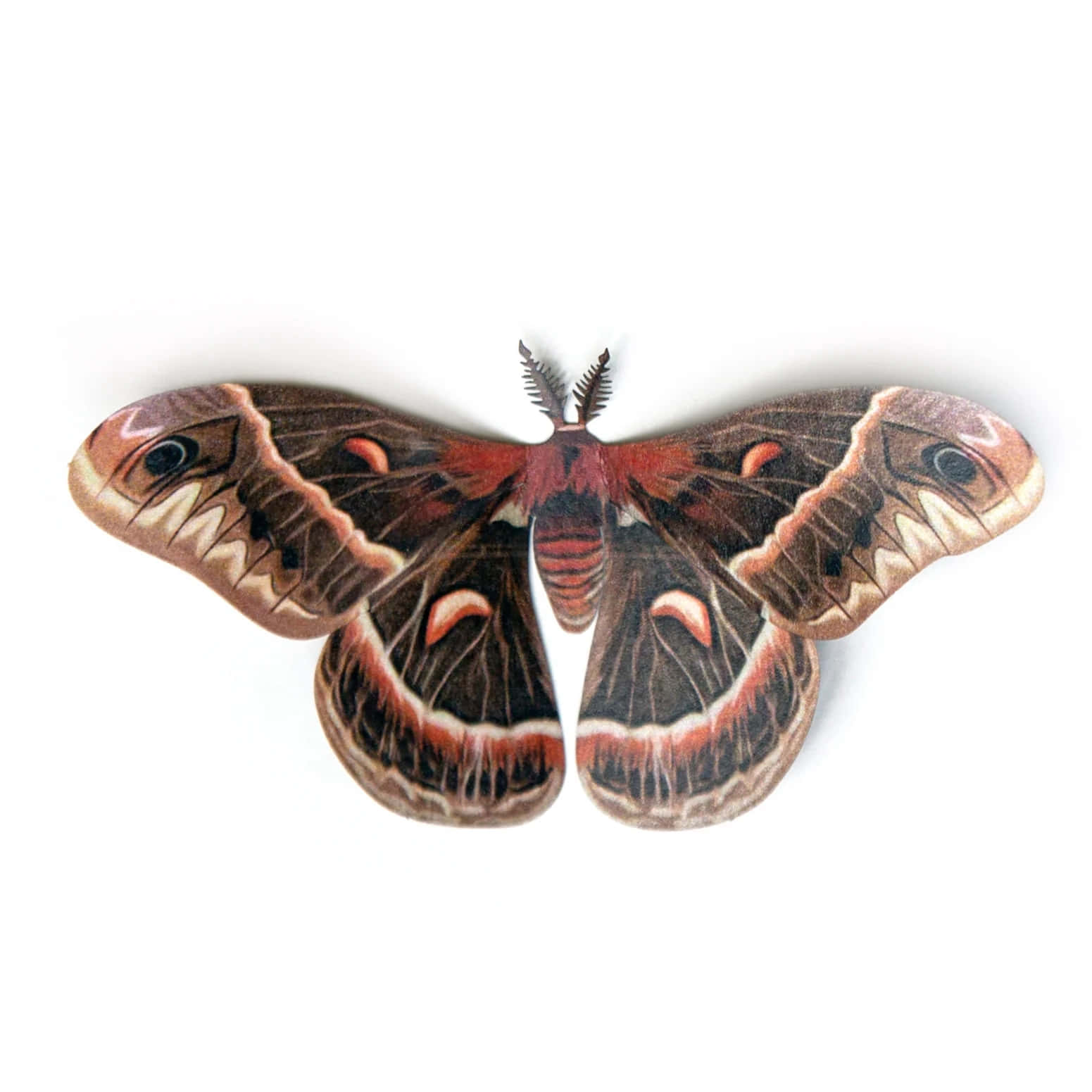 Cecropia Moth Spread Wings Wallpaper