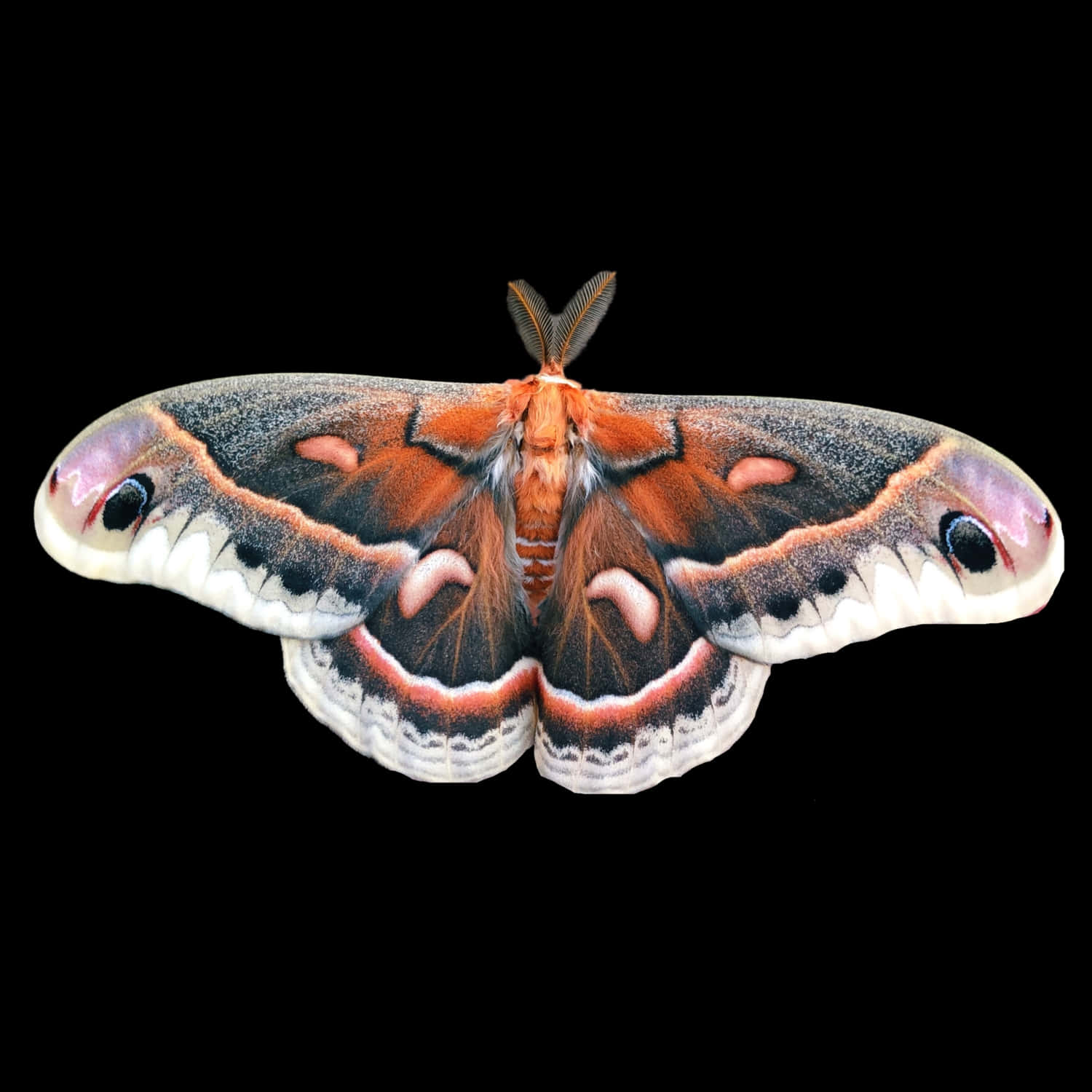 Cecropia Moth Spread Wings Wallpaper