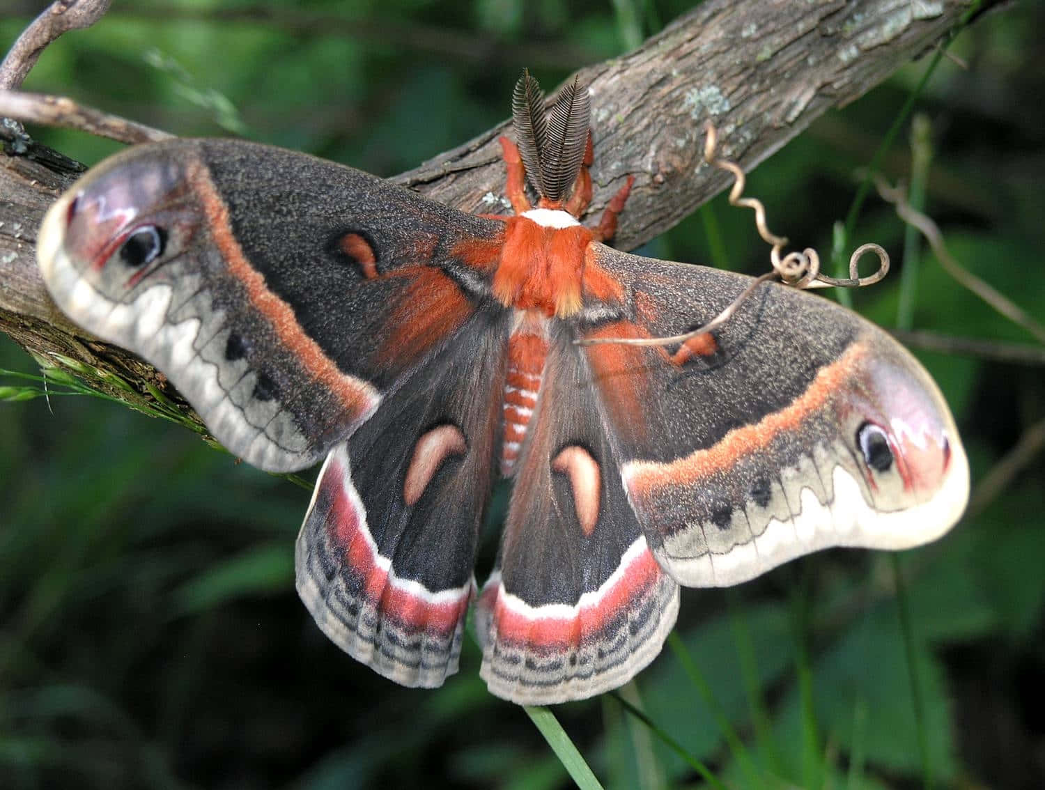 Cecropia Moth Spread Wings Wallpaper