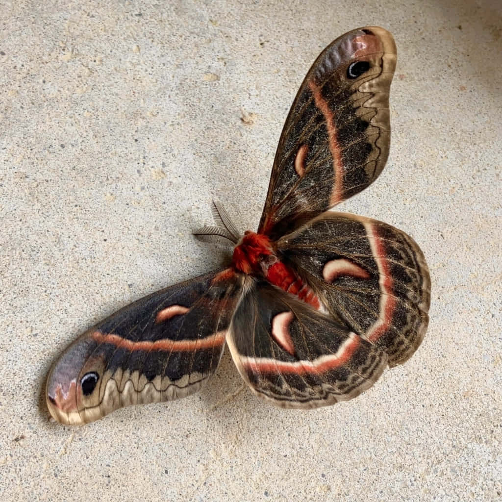 Cecropia Moth Spread Wings Wallpaper