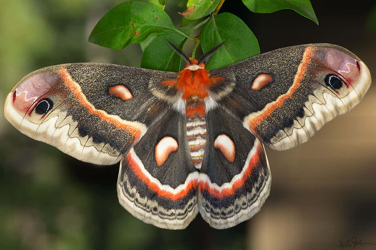 Cecropia Moth Spread Wings Wallpaper