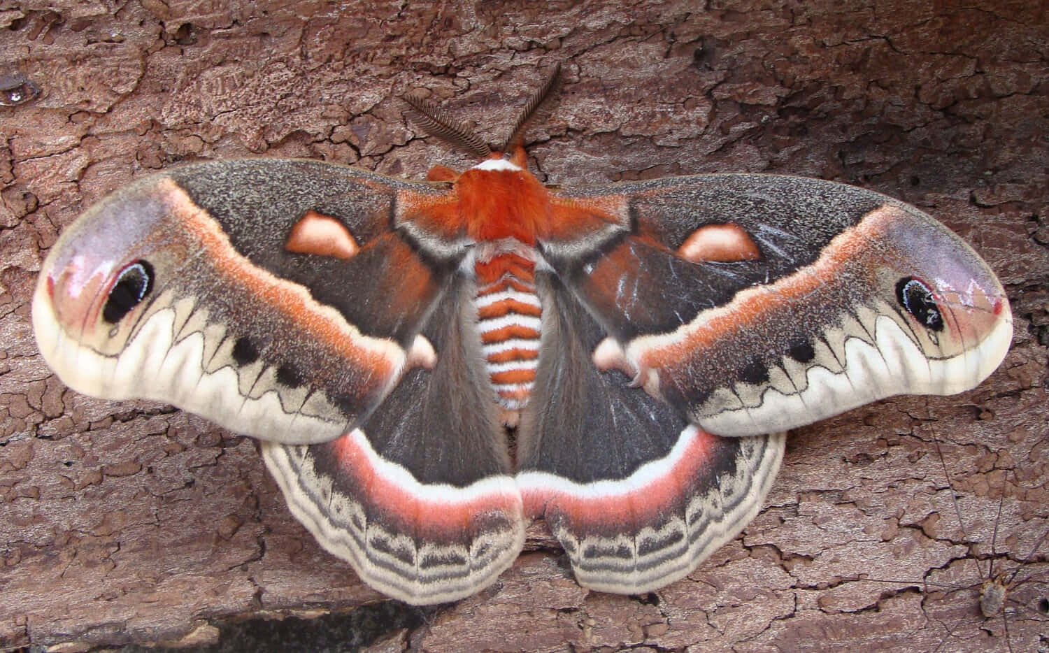 Cecropia Mothon Bark Wallpaper