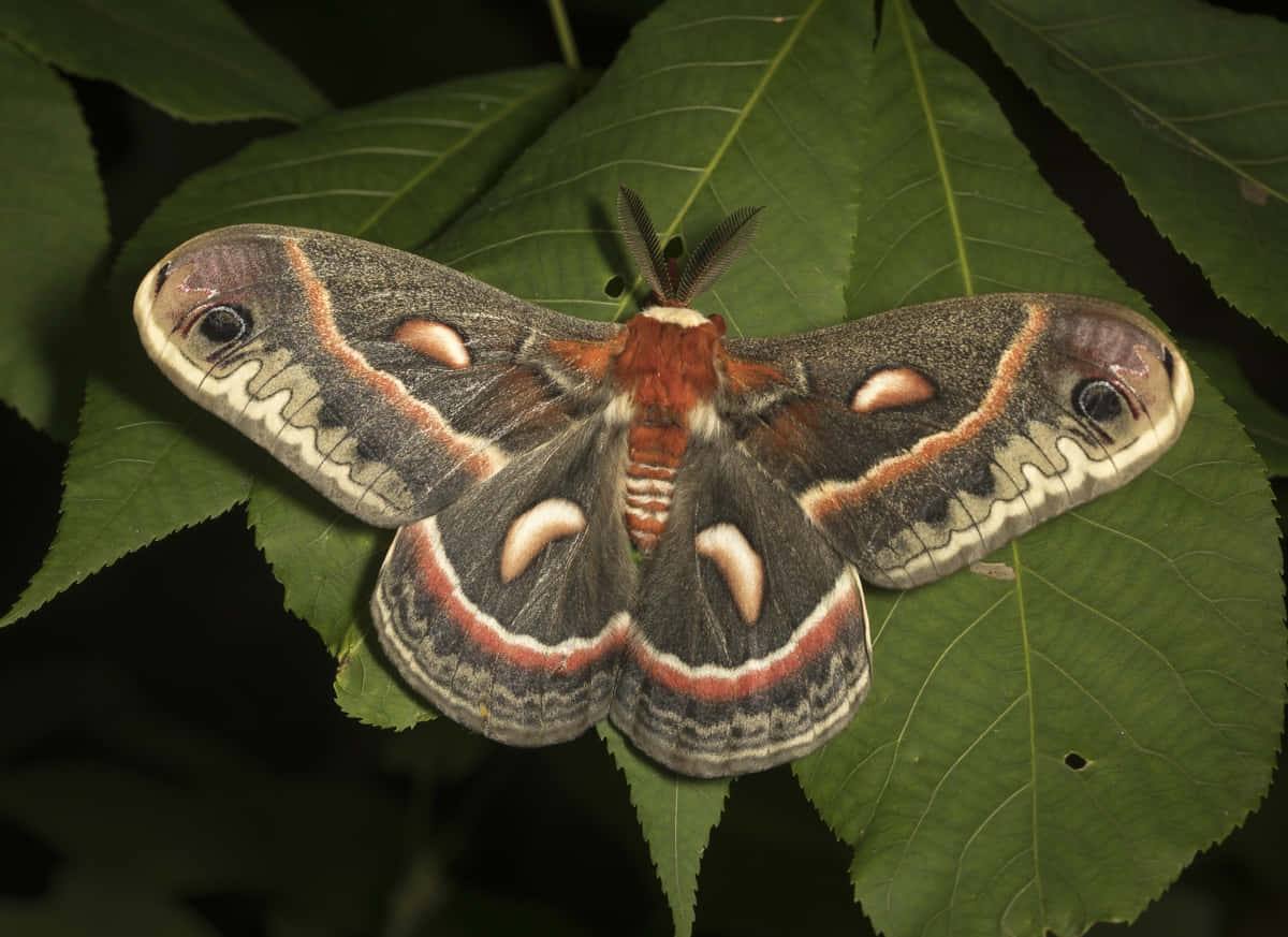 Cecropia Mothon Green Leaf Wallpaper