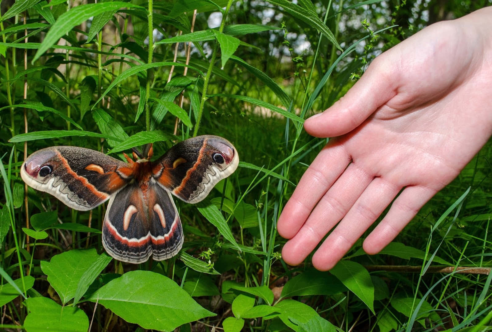 Cecropia Mothon Hand Wallpaper