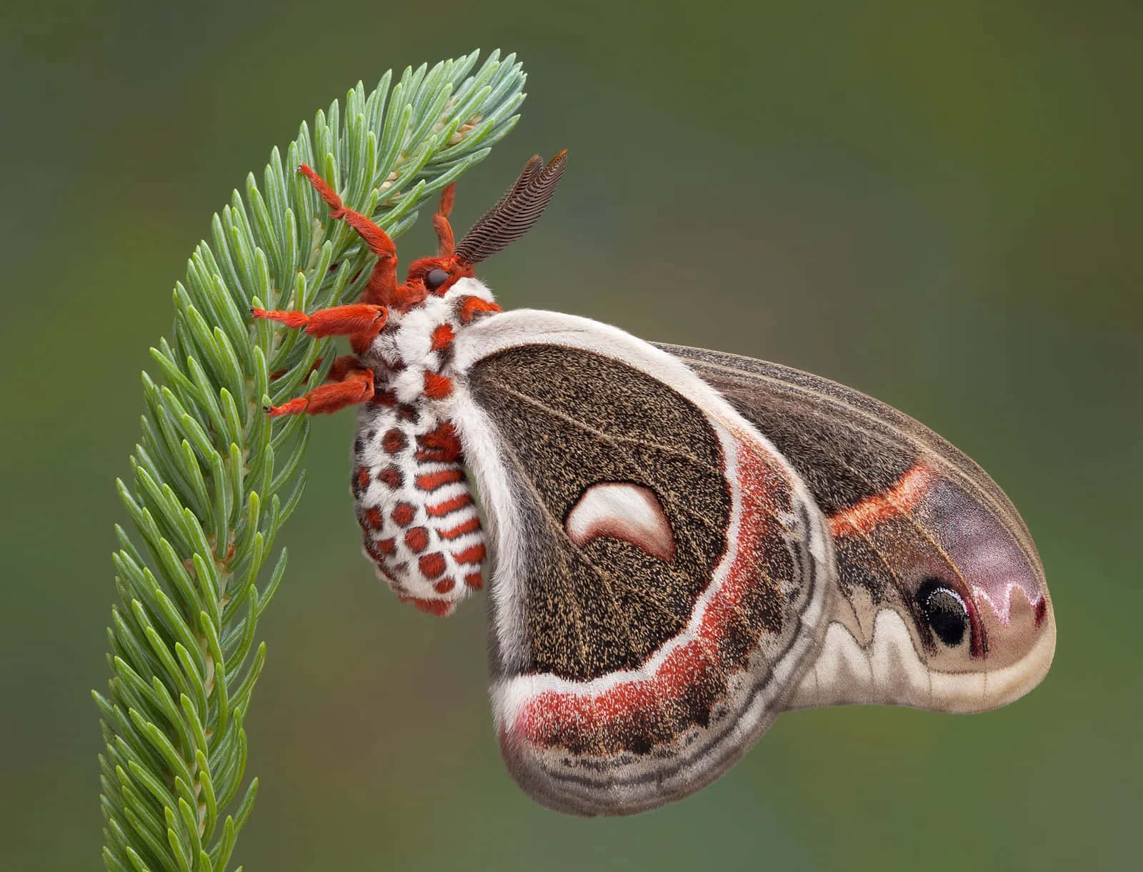 Cecropia Mothon Pine Branch Wallpaper