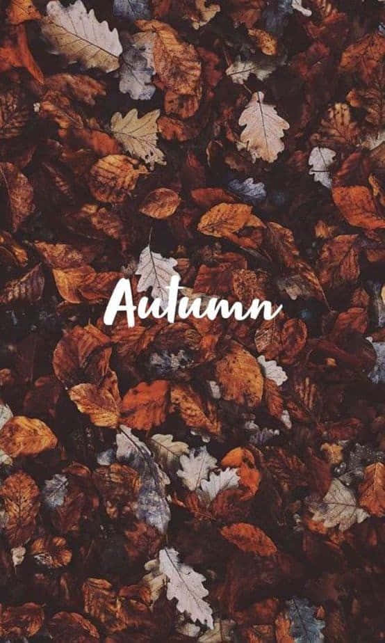 Celebrate Autumn With A Pinterest Board Wallpaper