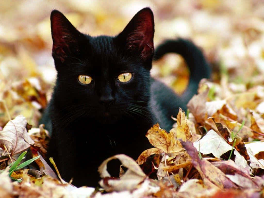 Celebrate Halloween With A Spooky Black Cat Wallpaper