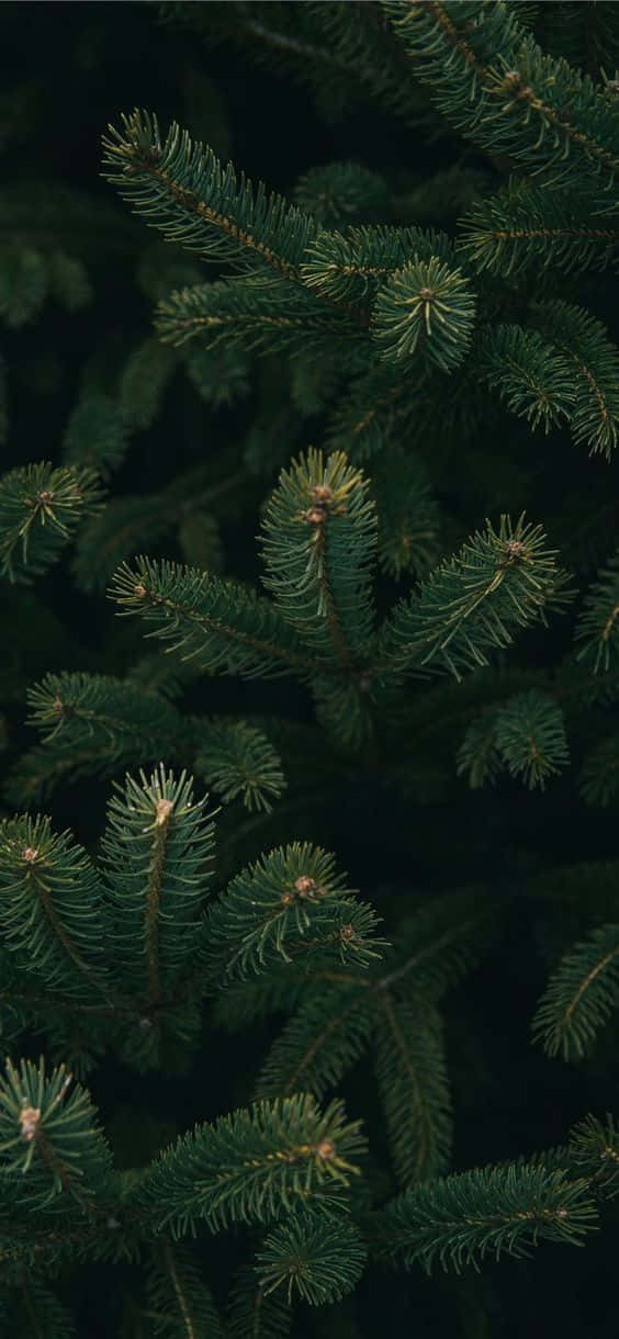 Celebrate The Festive Season With A Dark Christmas Wallpaper