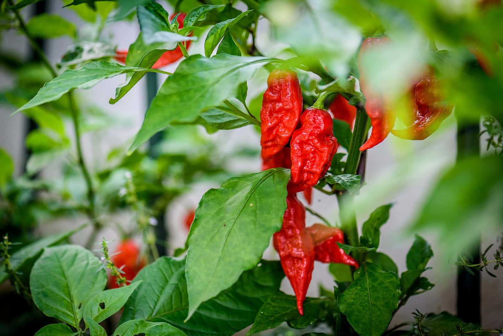 Celebrate The Spicy Side Of Life With Ghost Pepper