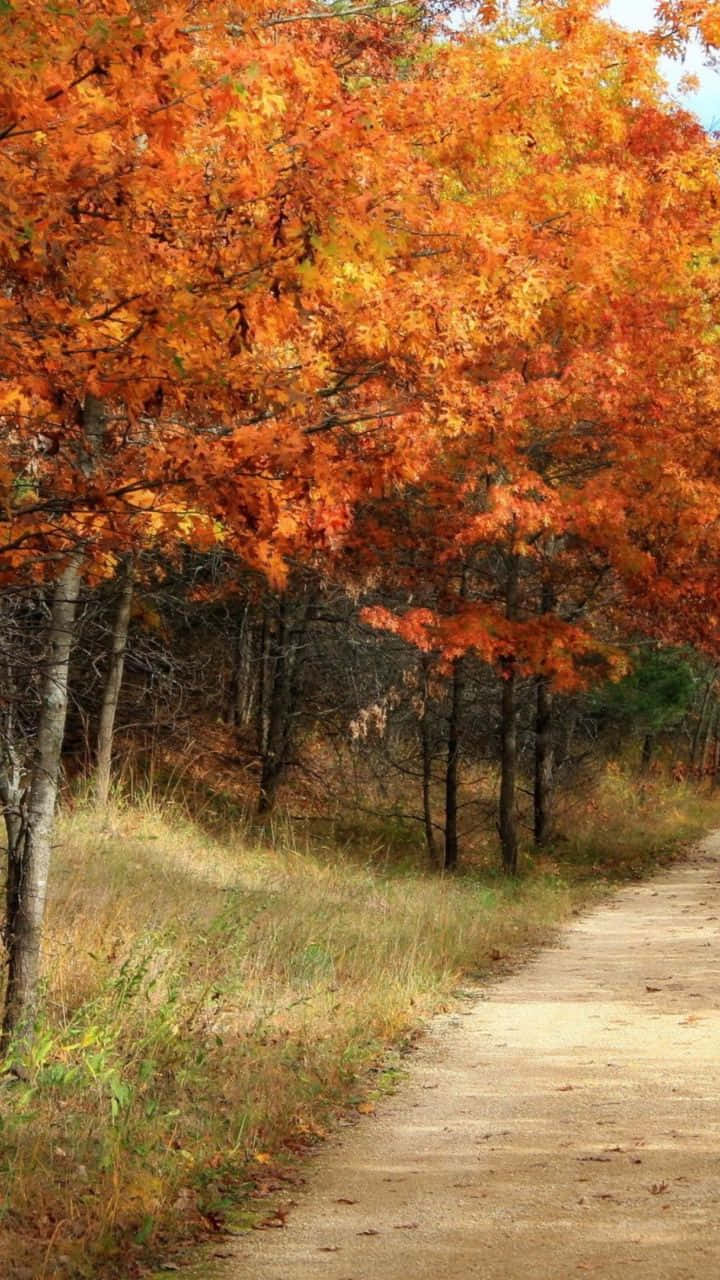 Celebrate The Vintage Beauty Of Fall With A Peaceful Drive In The Countryside. Wallpaper