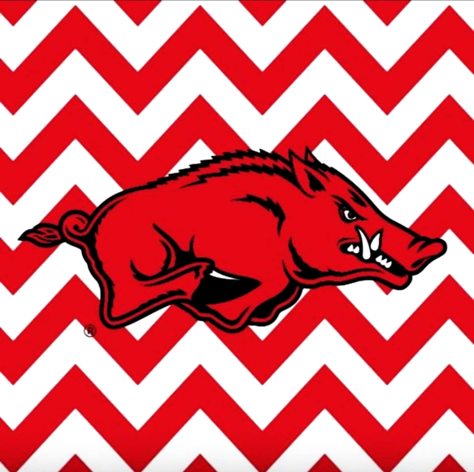 Celebrating Arkansas Razorbacks Football Wallpaper