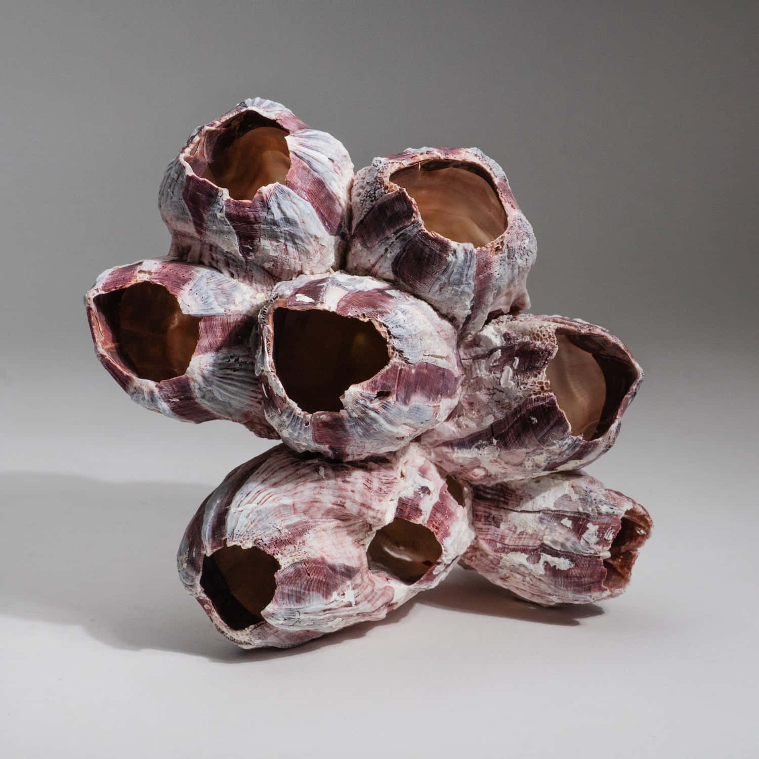 Ceramic Barnacle Sculpture Artwork Wallpaper