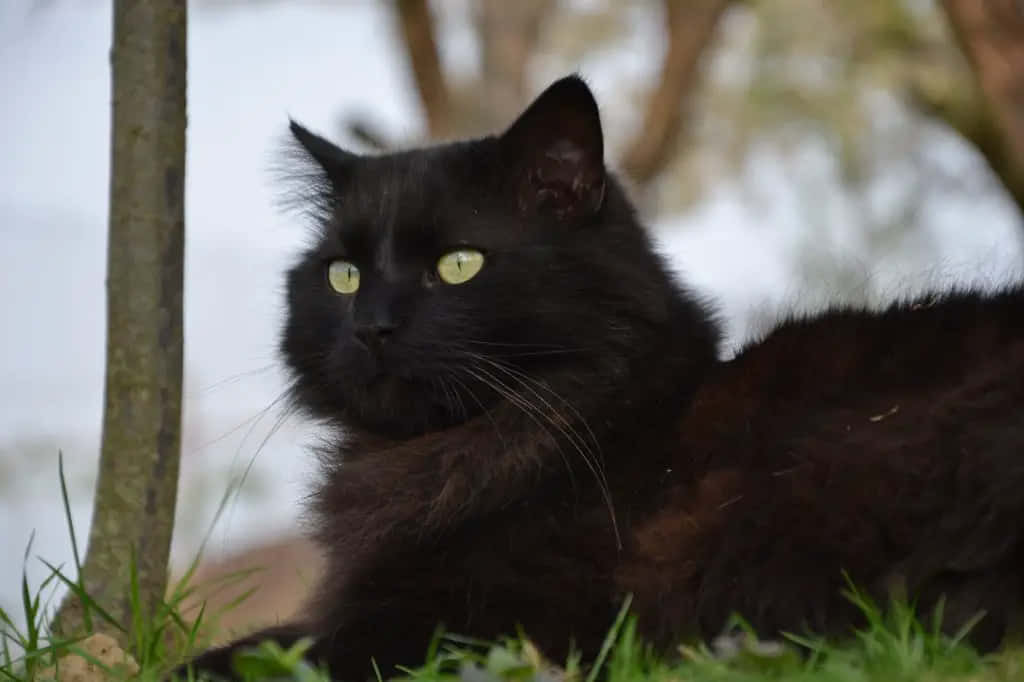 Chantilly-tiffany Cat Lounging On A Cozy Spot. Wallpaper