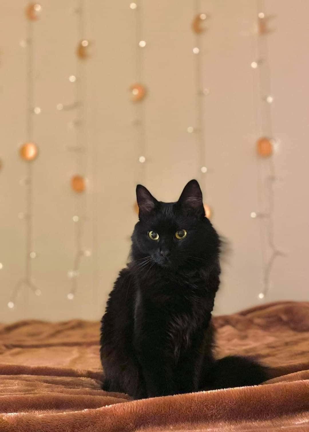 Chantilly-tiffany Cat Lounging On A Soft Surface Wallpaper