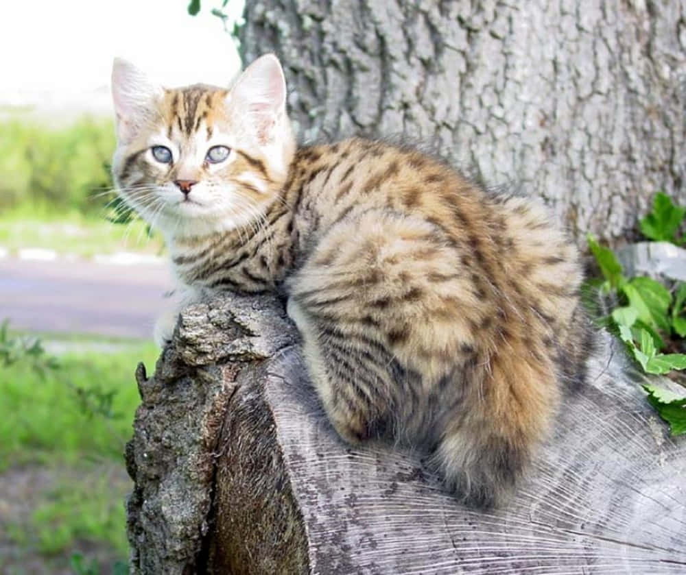 Charming American Bobtail Cat In Playful Stance Wallpaper