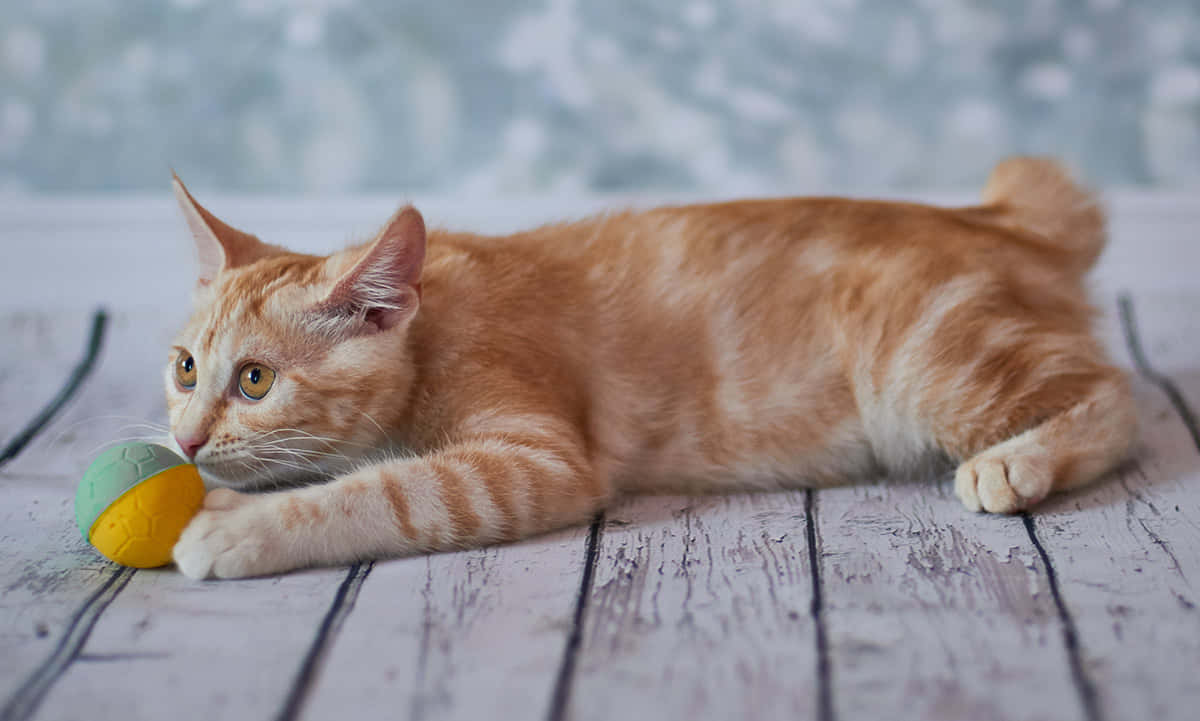 Charming American Bobtail Cat Lounging Outside Wallpaper