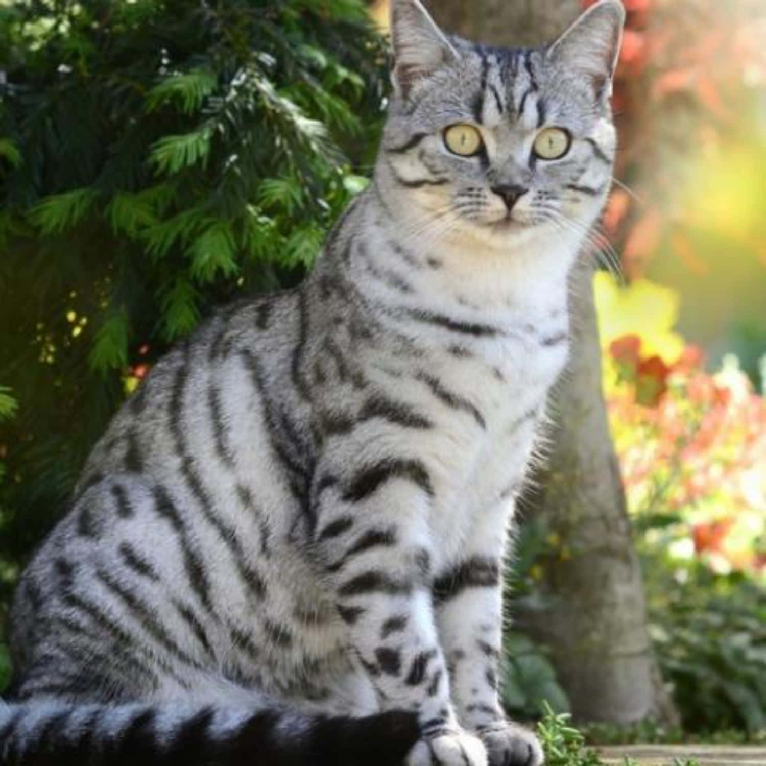 Charming American Shorthair Cat With Expressive Eyes Wallpaper