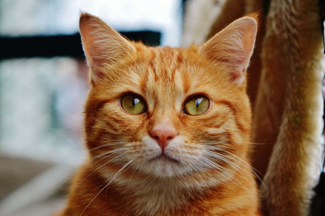 Charming Red Cat Lounging On The Floor Wallpaper