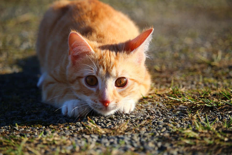 Charming Red Cat Posing For The Camera Wallpaper