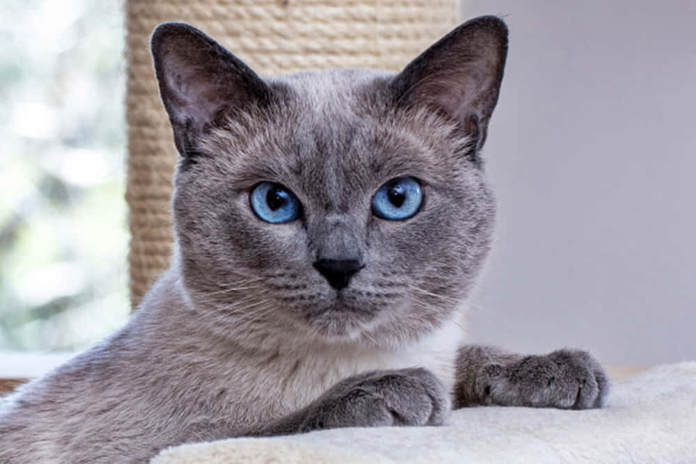 Charming Thai Blue Cat Posing For A Portrait Wallpaper