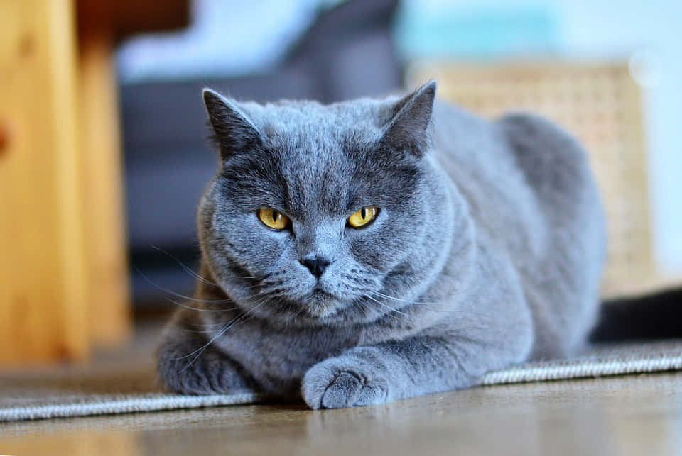 Chartreux 960 X 643 Wallpaper Wallpaper