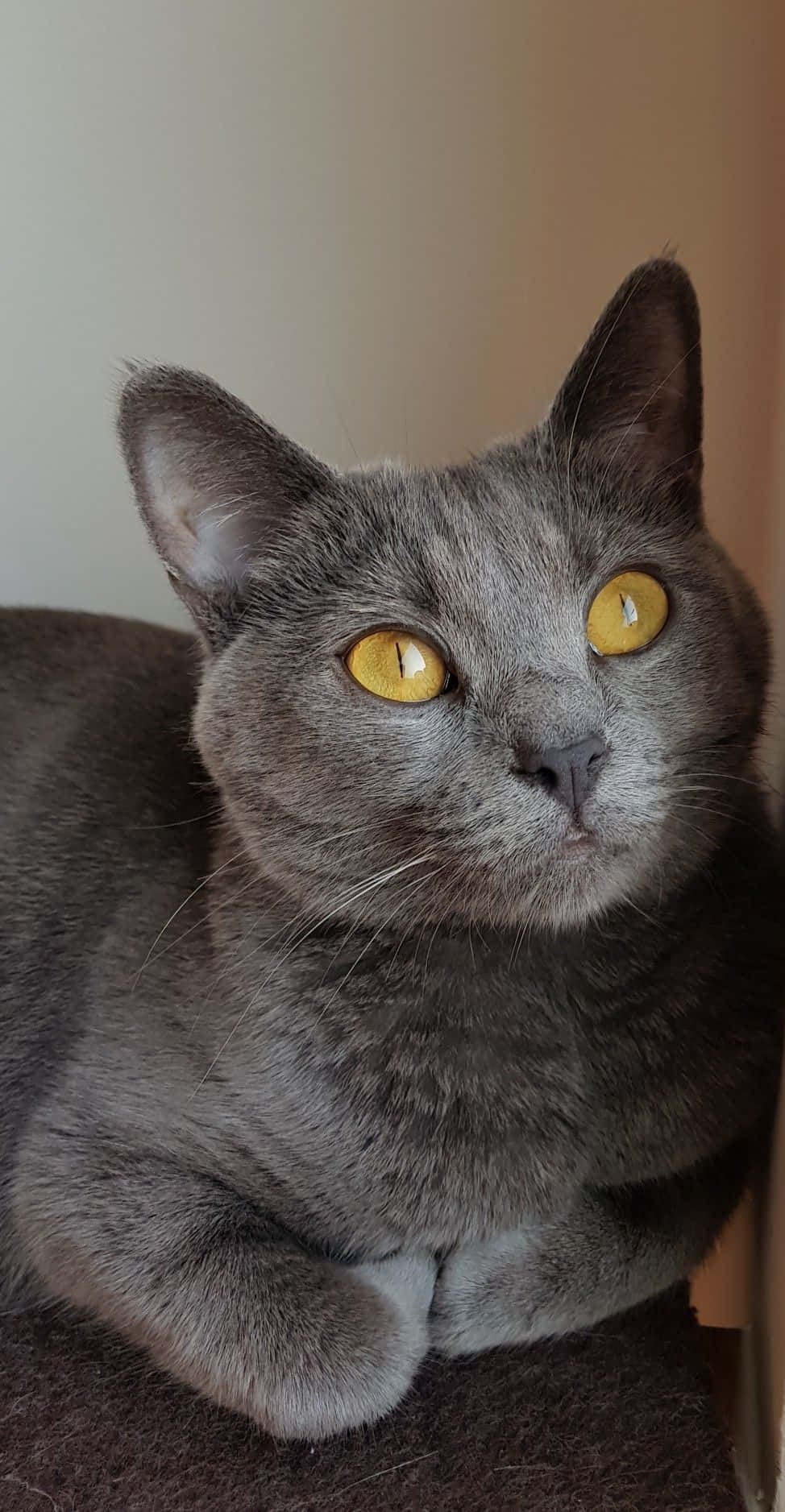 Chartreux Cat Lounging In Its Majestic Beauty Wallpaper