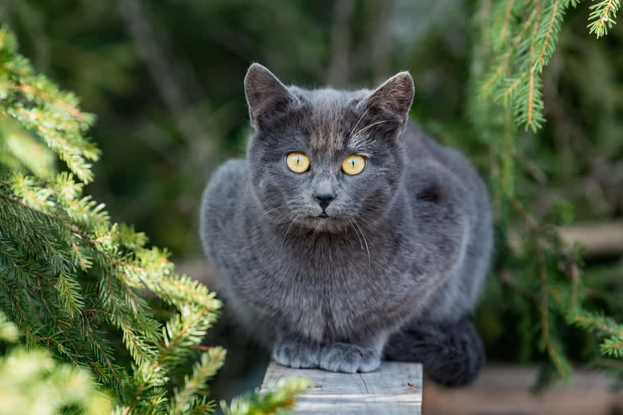 Chartreux Cat Posing On A Wooden Surface Wallpaper