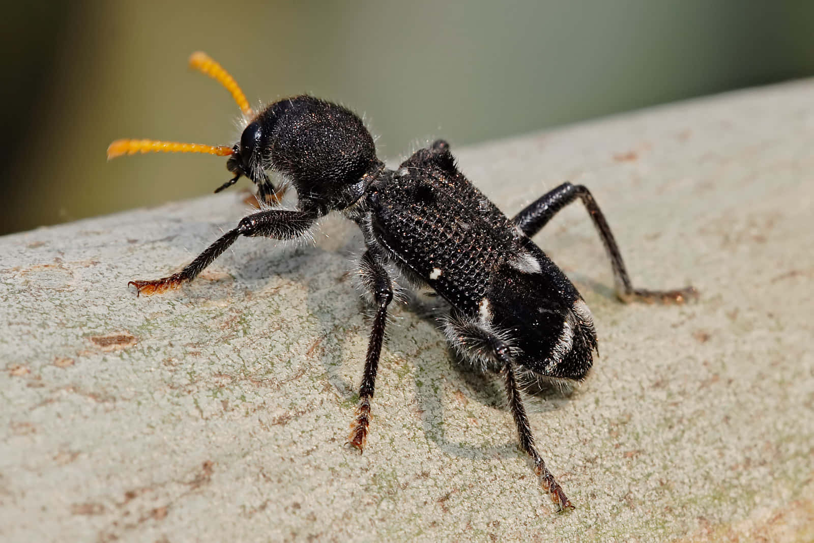 Checkered Beetle Closeup Wallpaper