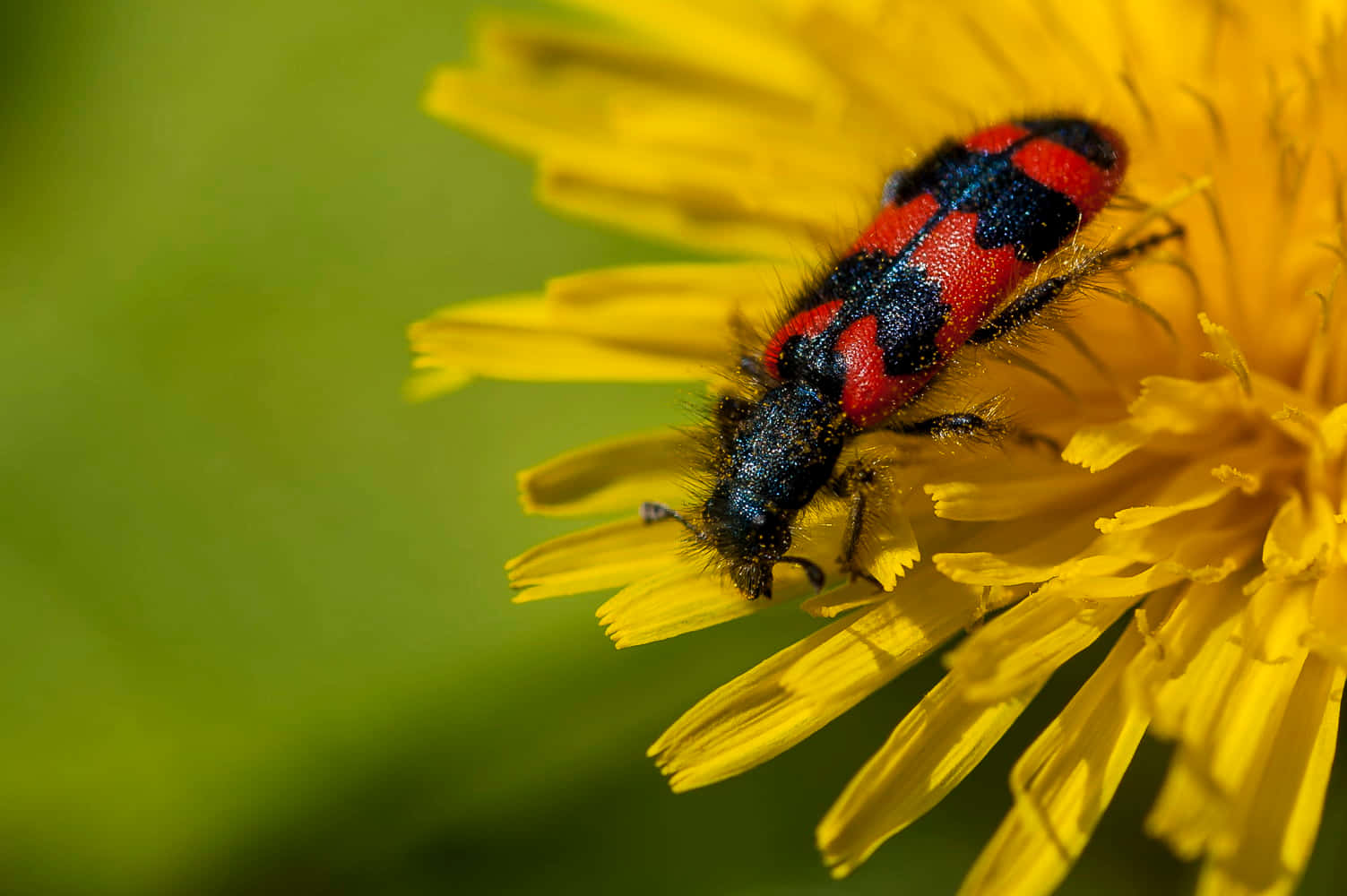 Checkered Beetleon Dandelion Wallpaper