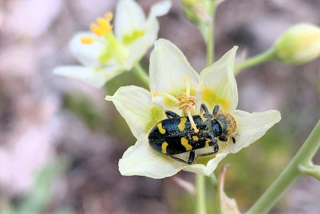 Checkered Beetleon Flower.jpg Wallpaper