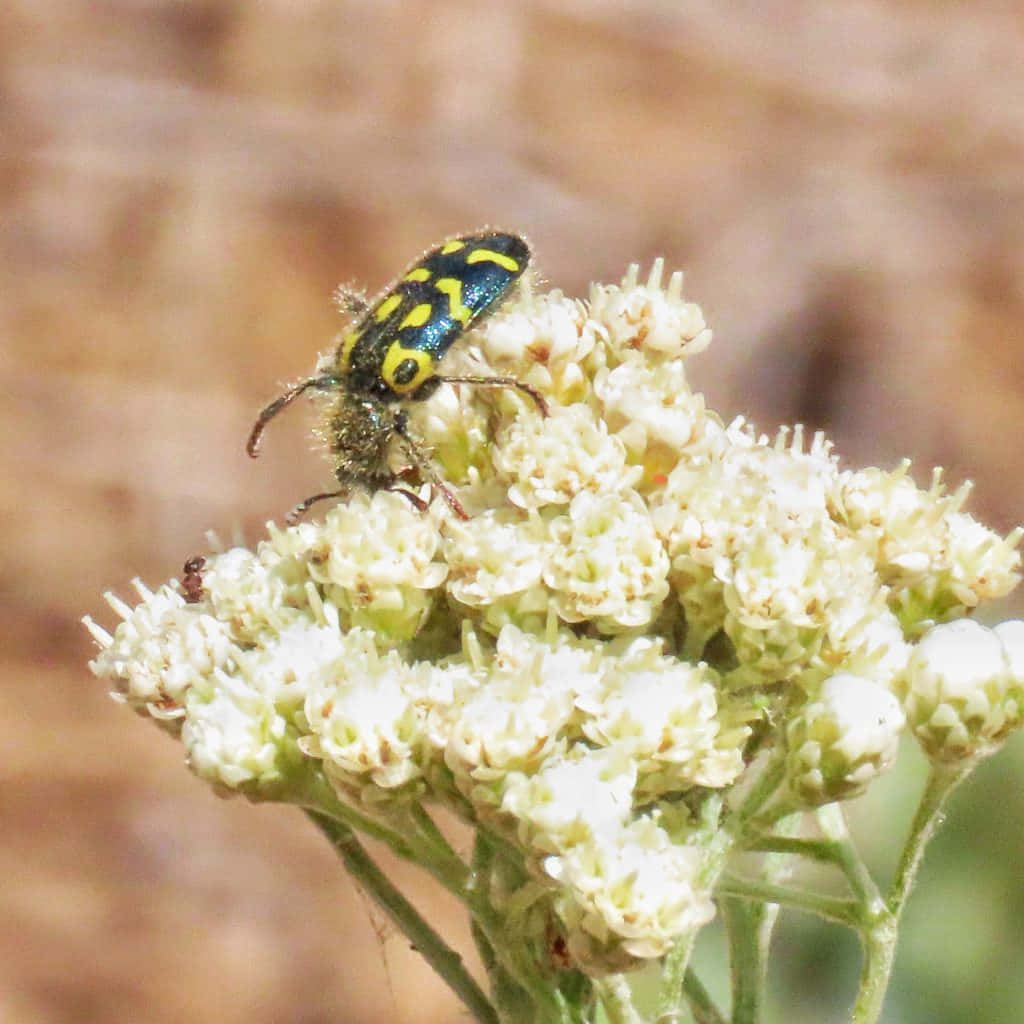 Checkered Beetleon Flower Wallpaper