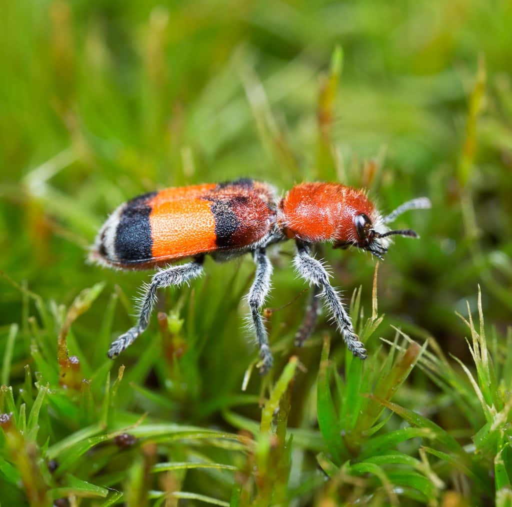 Checkered Beetleon Green Grass Wallpaper