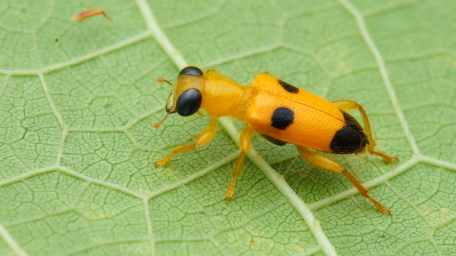 Checkered Beetleon Green Leaf Wallpaper