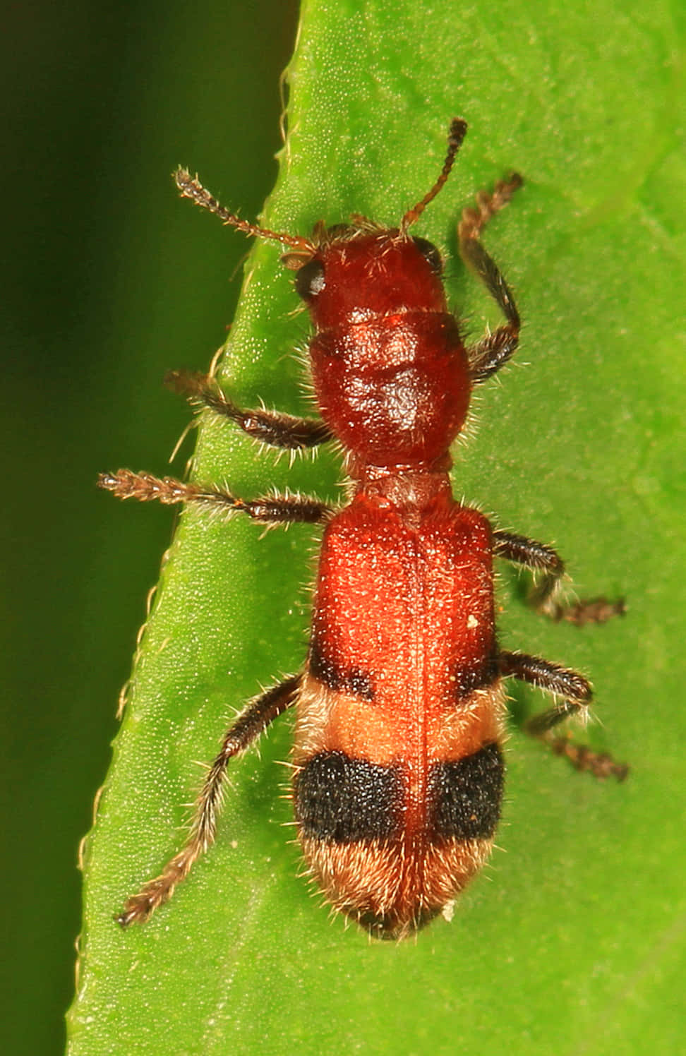 Checkered Beetleon Green Leaf Wallpaper