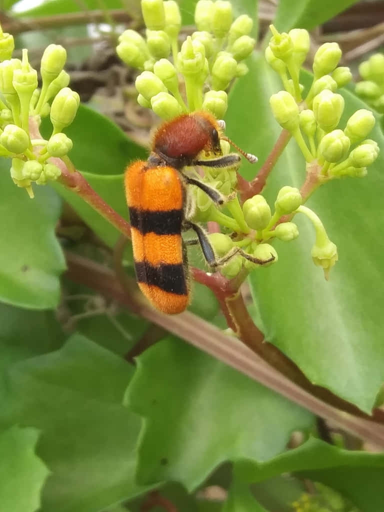 Checkered Beetleon Green Plant Wallpaper