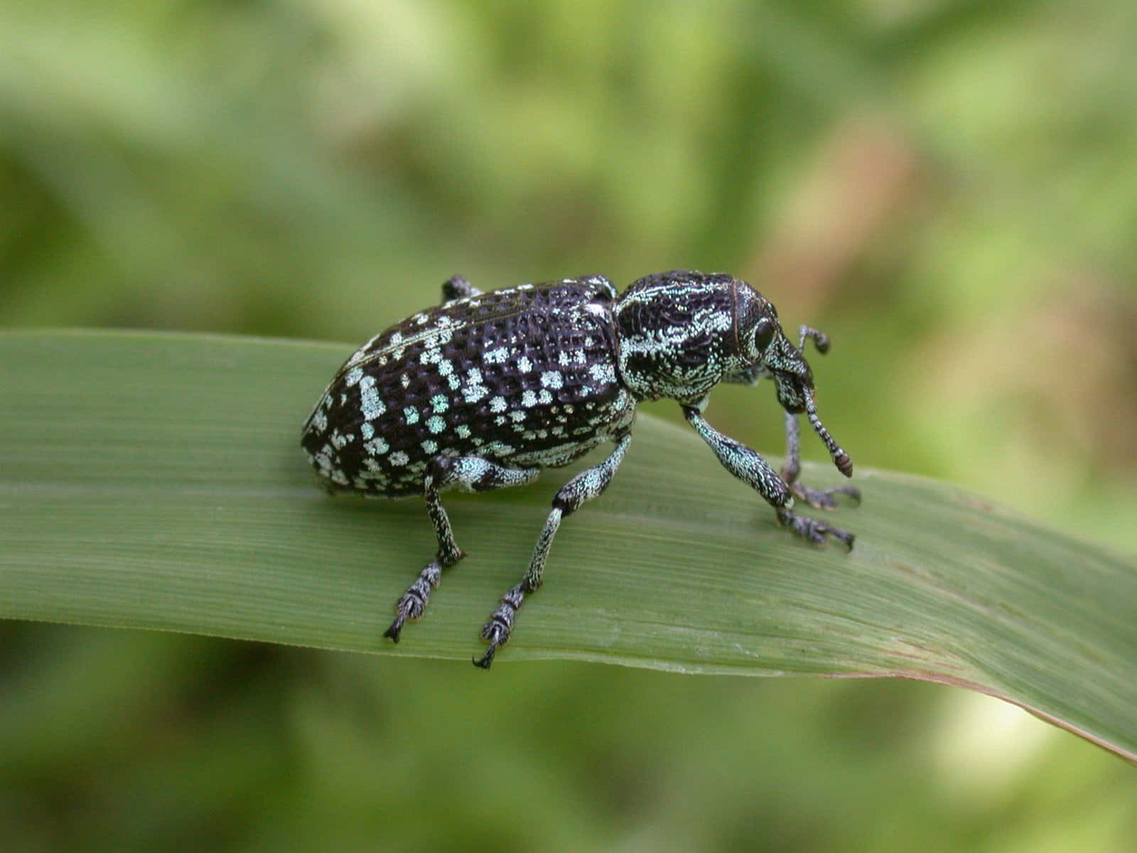 Checkered Beetleon Leaf Wallpaper