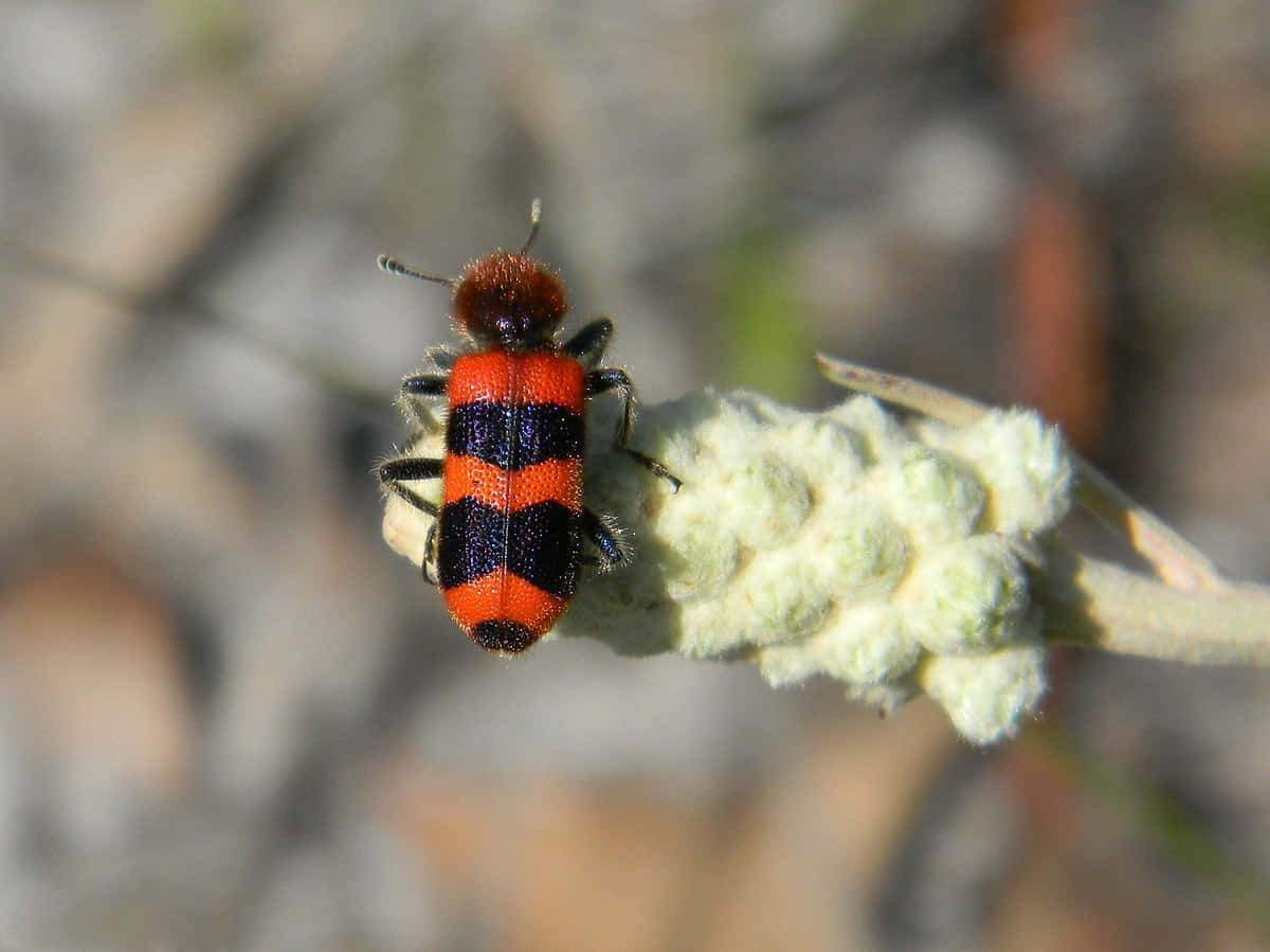 Checkered Beetleon Plant Wallpaper